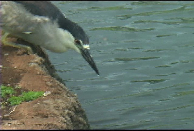 Black-crowned Night Heron (American) - ML462522