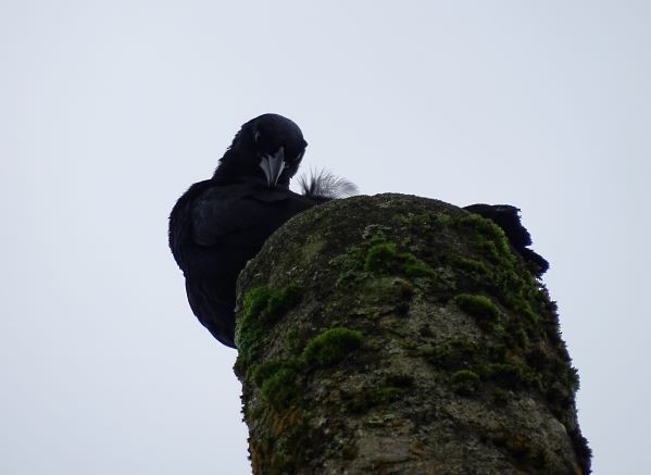 Scrub Blackbird - ML462522241