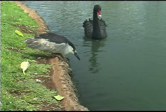 אנפת לילה (אמריקנית) - ML462523