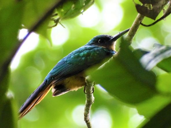 Rufous-tailed Jacamar - ML462523151