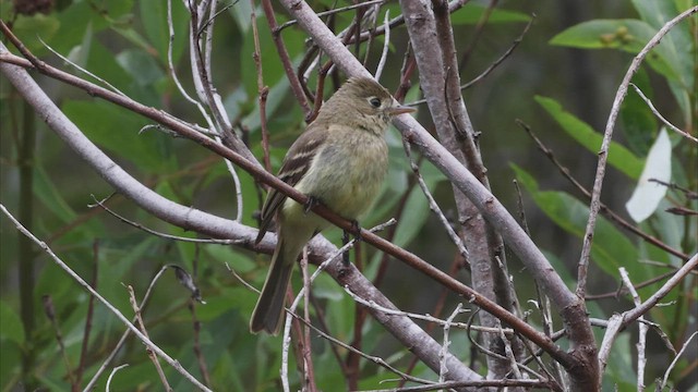 Western Flycatcher (Pacific-slope) - ML462524441