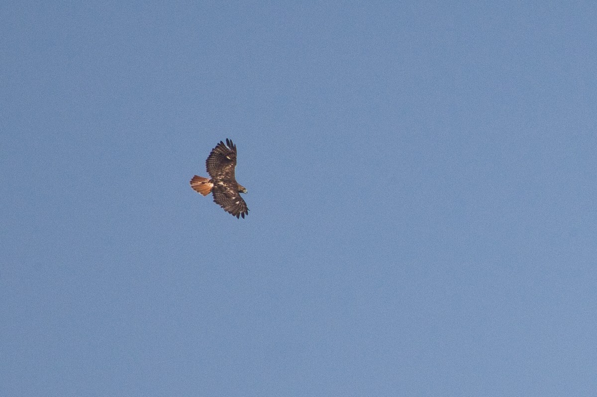 Red-tailed Hawk - ML462525121