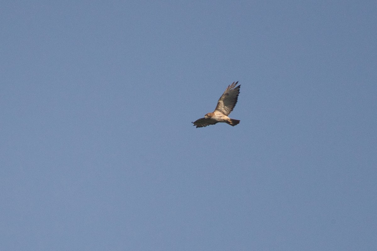 Red-tailed Hawk - ML462525131
