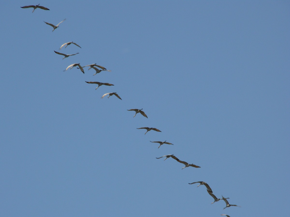 Sandhill Crane - Tom George