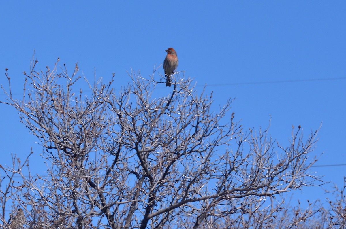 House Finch - ML462527731