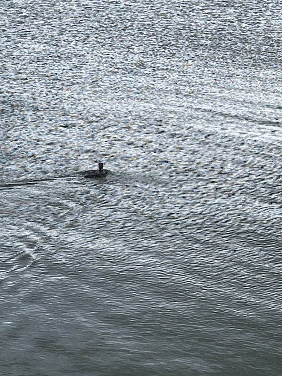 Common Loon - ML462527971