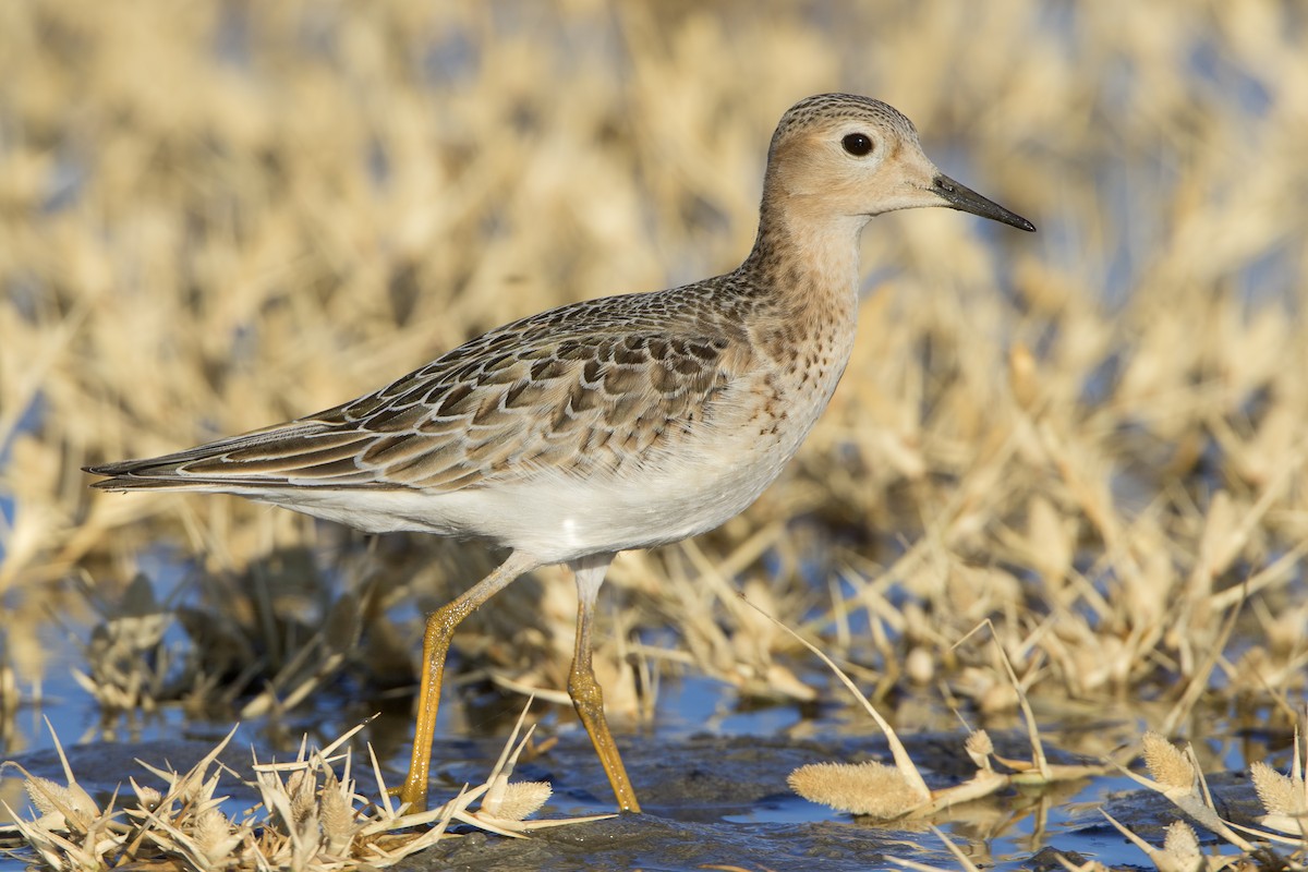 Buff-breasted Sandpiper - ML462528111