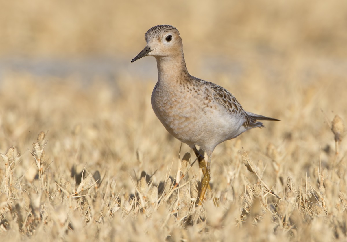 Buff-breasted Sandpiper - ML462528121