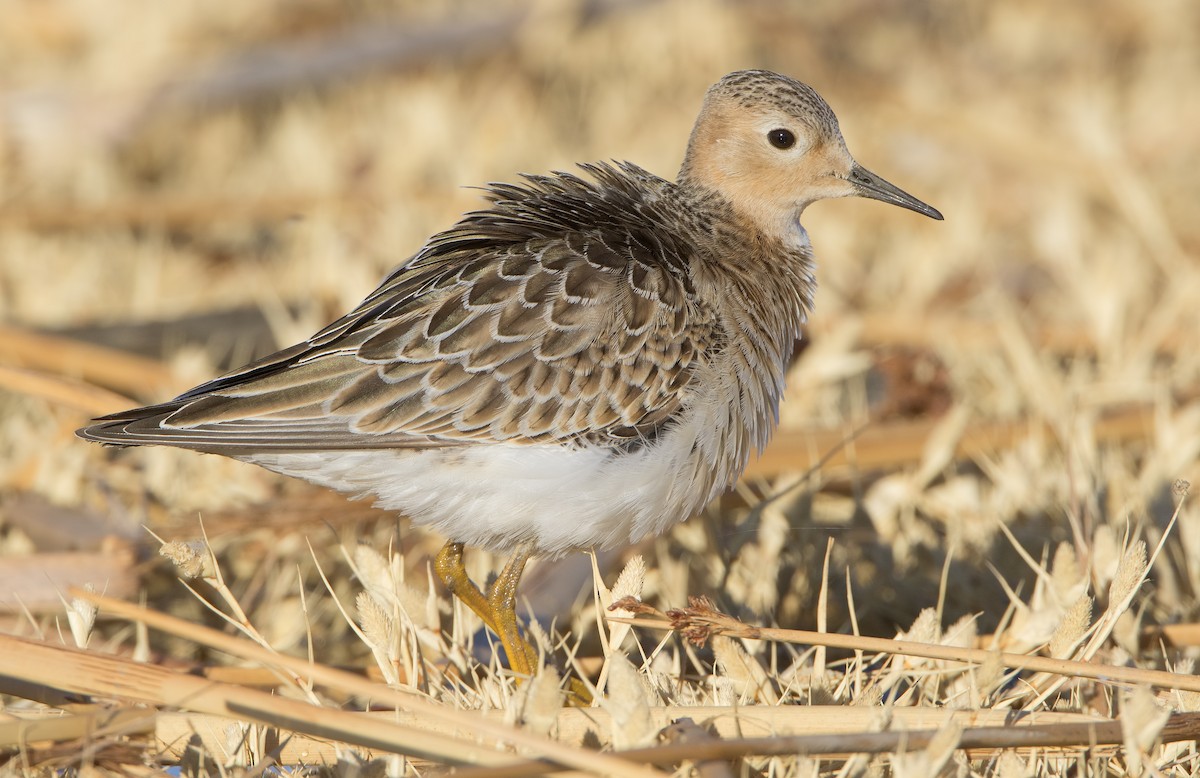 Buff-breasted Sandpiper - ML462528141