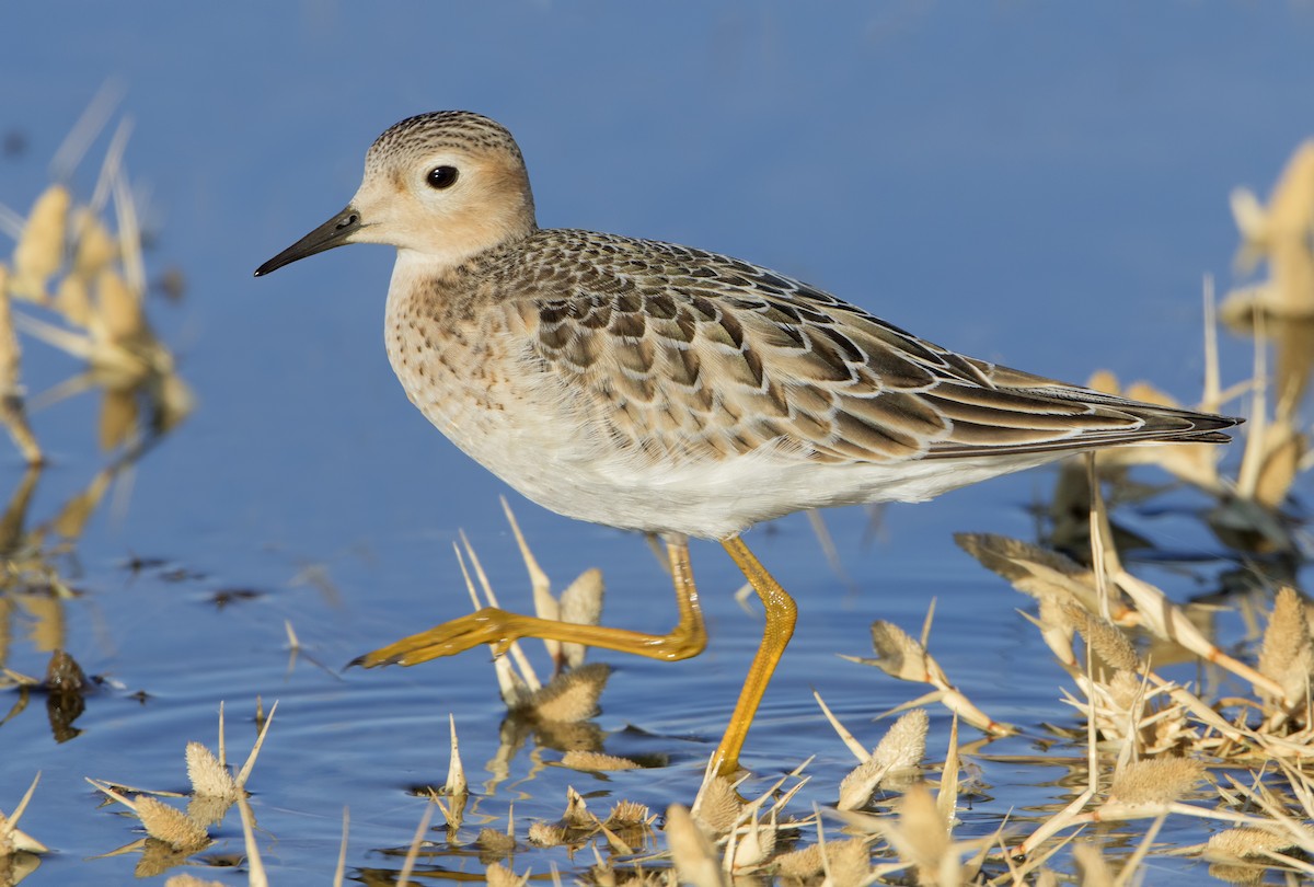 Buff-breasted Sandpiper - ML462528151