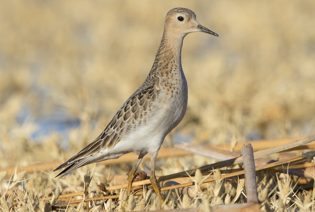 Buff-breasted Sandpiper - Mark Chappell