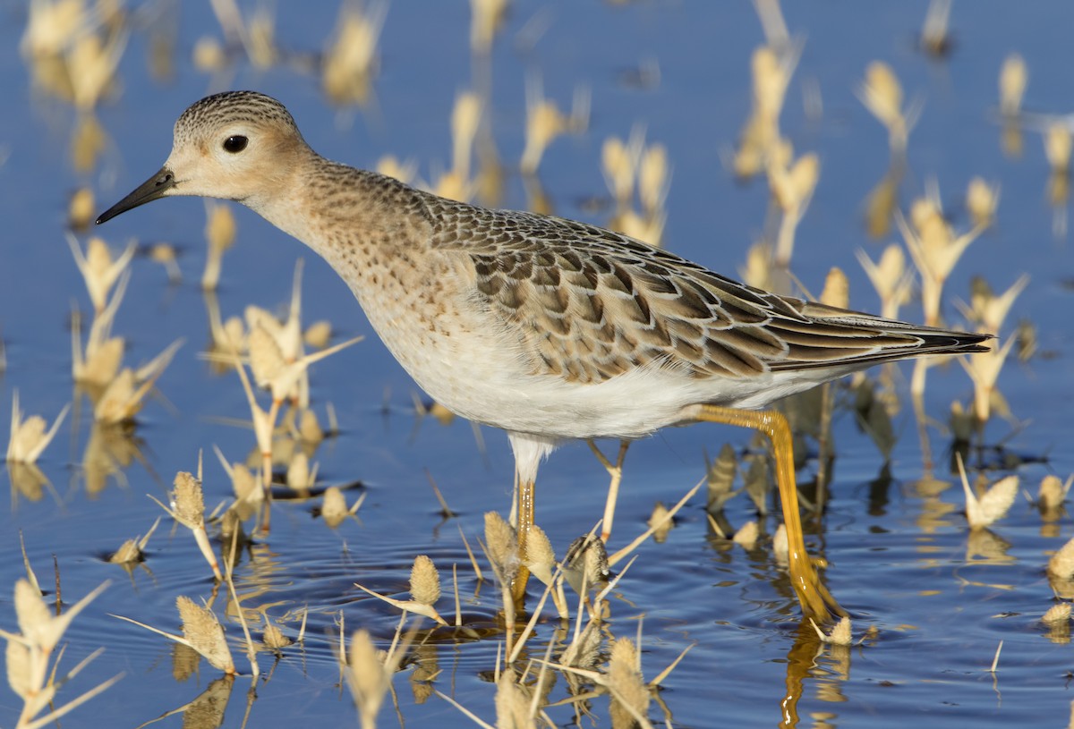 Buff-breasted Sandpiper - ML462528181