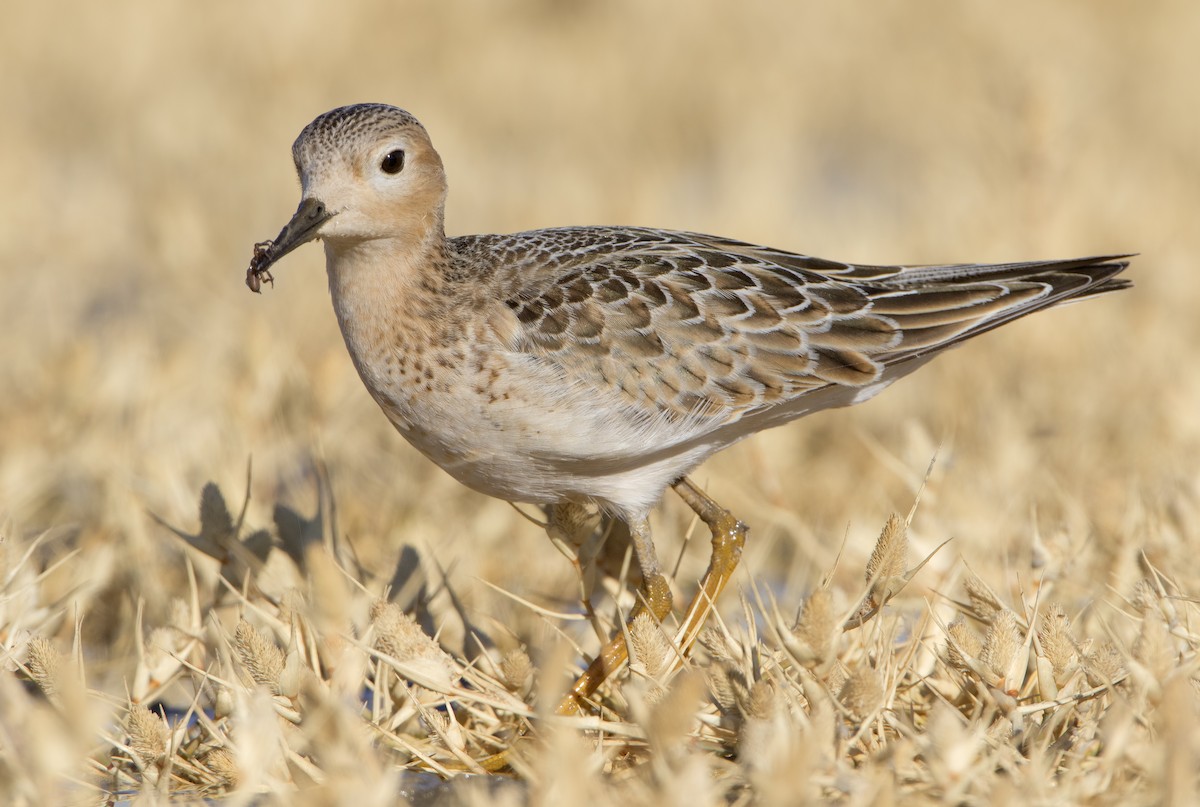 Buff-breasted Sandpiper - ML462528201