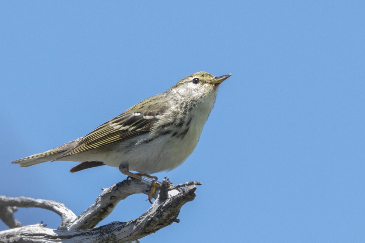 Blackpoll Warbler - ML462529191