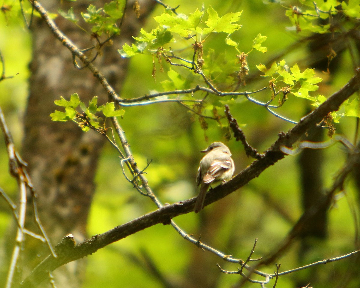 Western Flycatcher (Cordilleran) - ML462529701