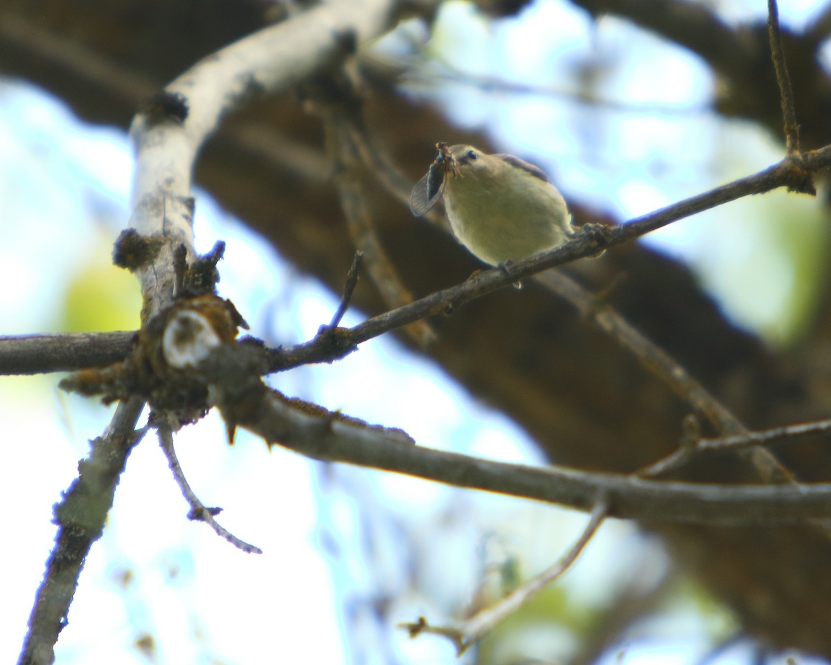 Western Warbling Vireo - ML462529731