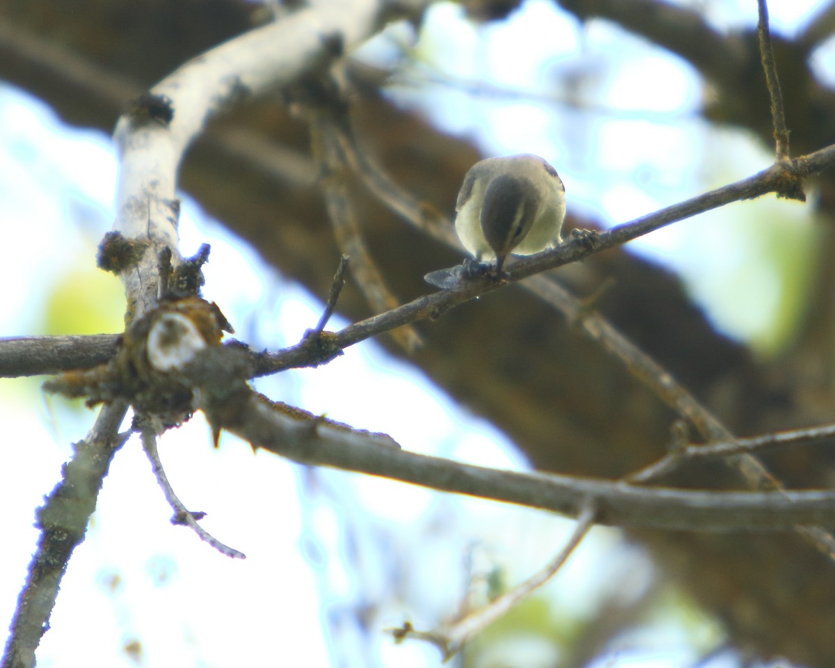 Western Warbling Vireo - ML462529941
