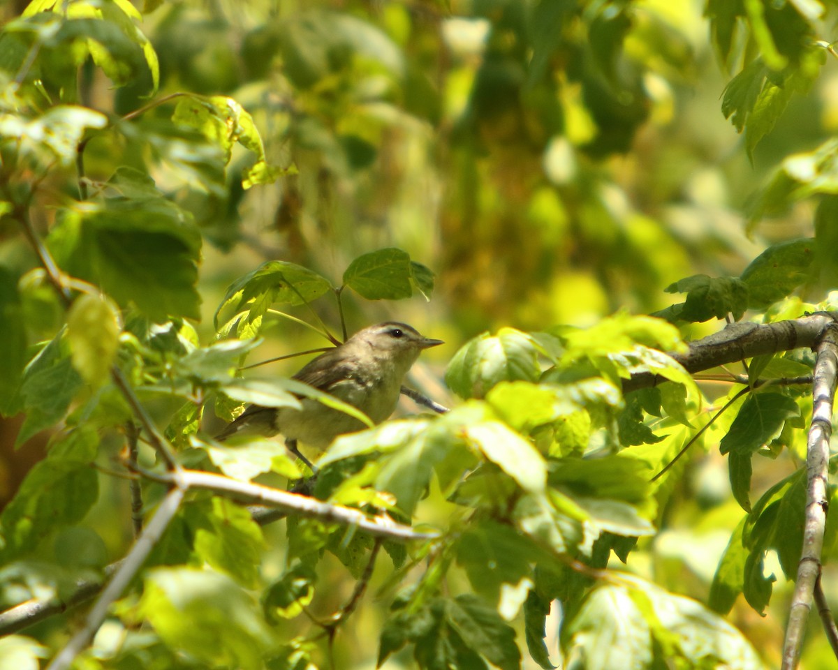 Western Warbling Vireo - ML462530081