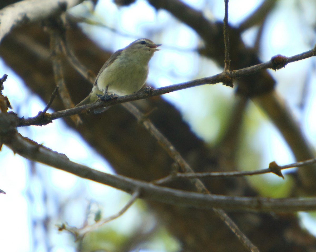 Western Warbling Vireo - ML462530241