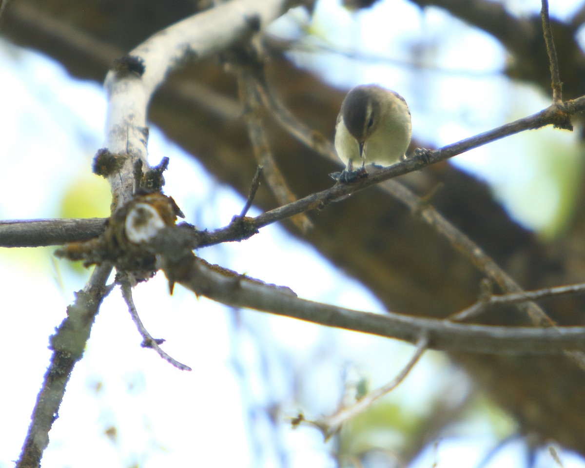 Western Warbling Vireo - ML462530321