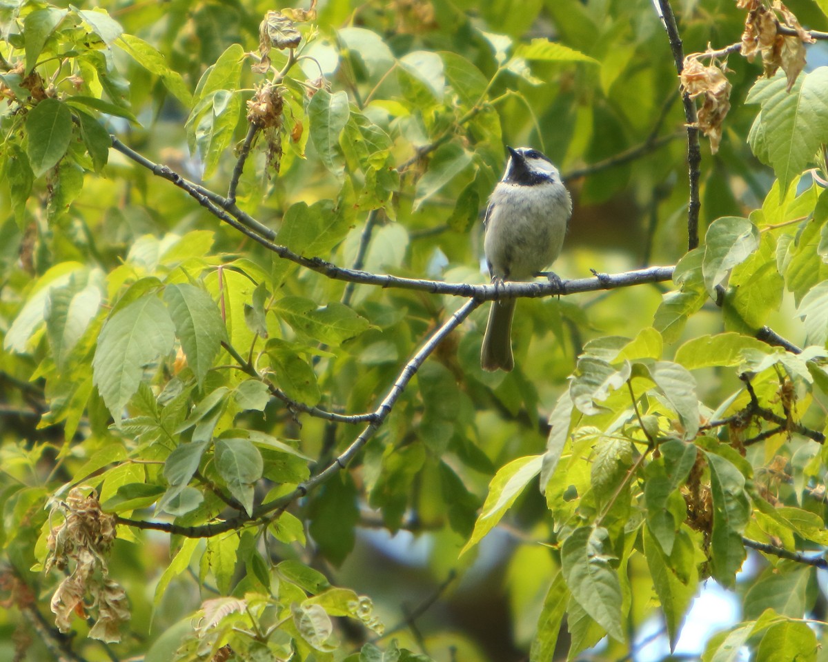Mountain Chickadee - ML462530611