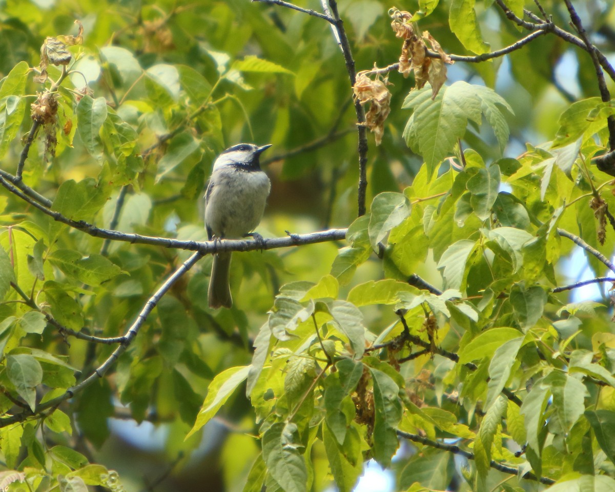 Mountain Chickadee - ML462530621
