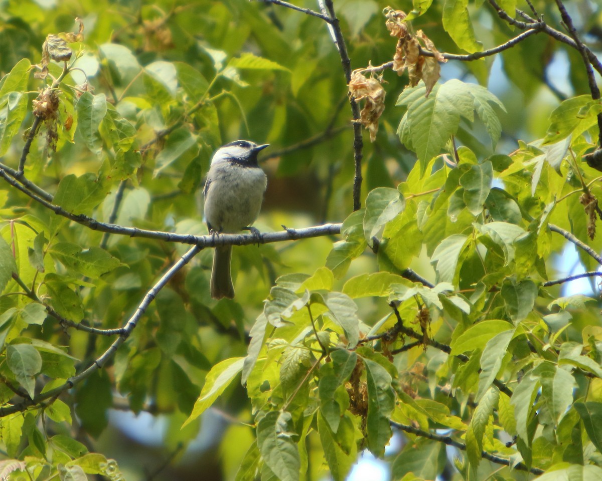 Mountain Chickadee - ML462530711