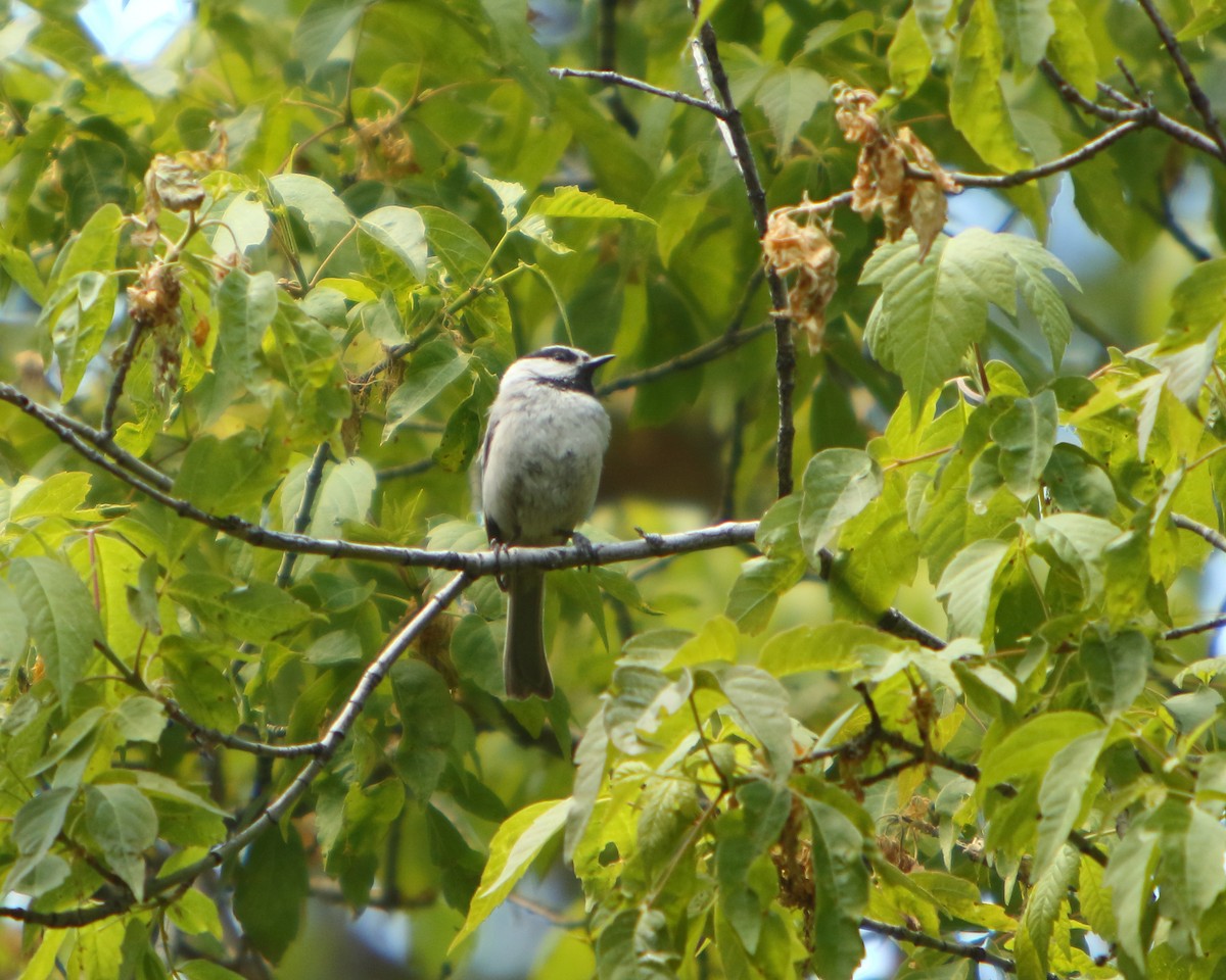 Mountain Chickadee - ML462530941