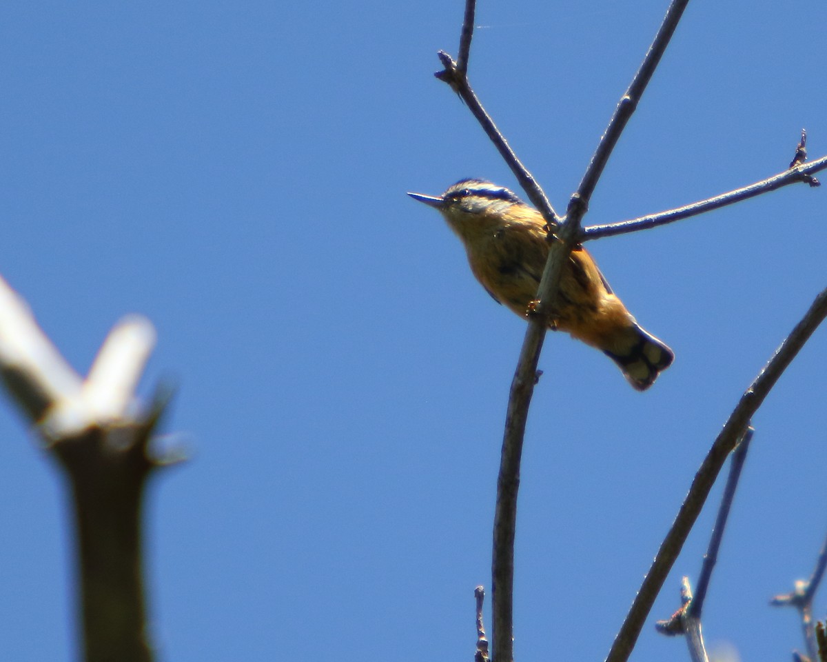 Garrapo kanadarra - ML462530981