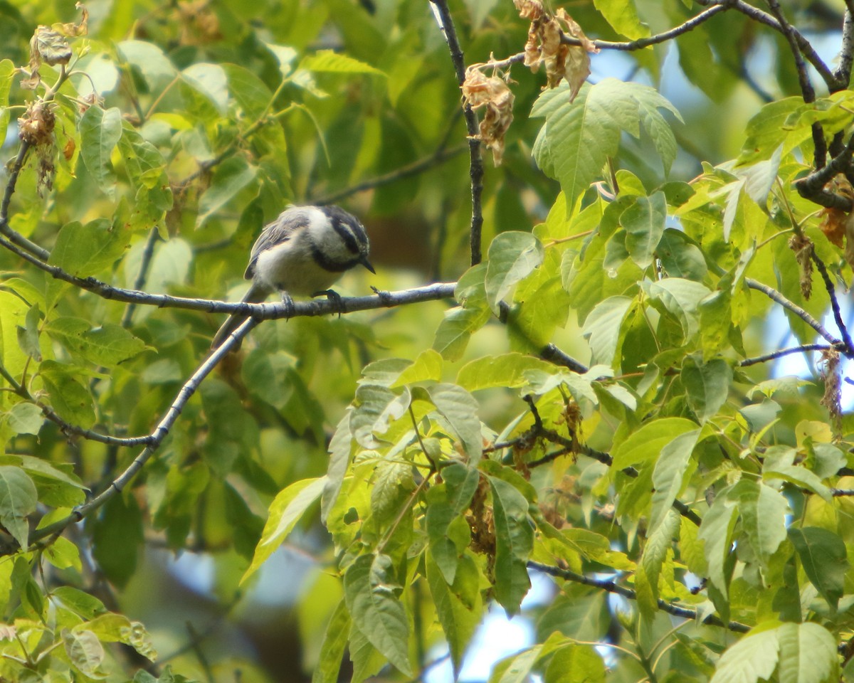 Mountain Chickadee - ML462531051