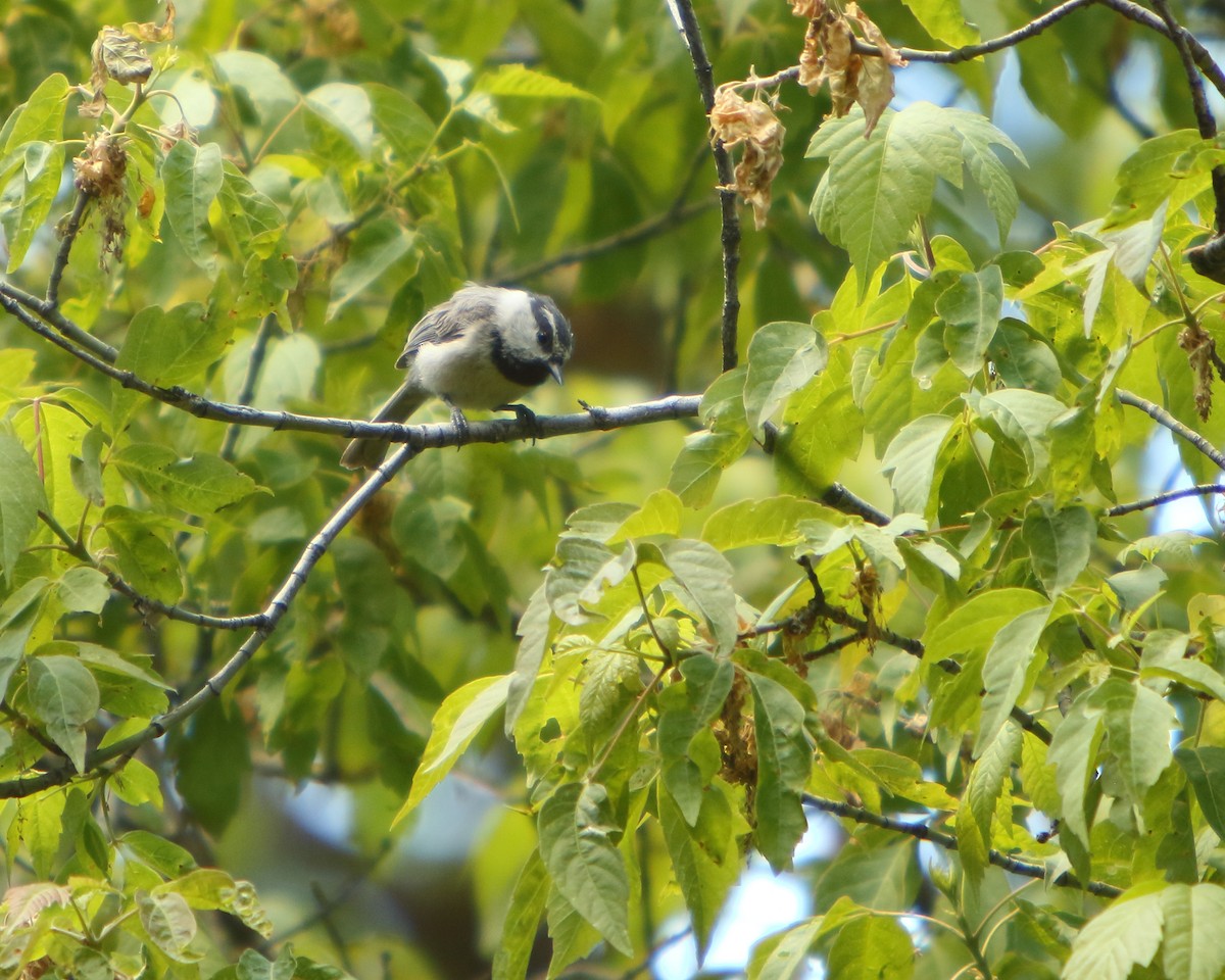 Mountain Chickadee - ML462531091