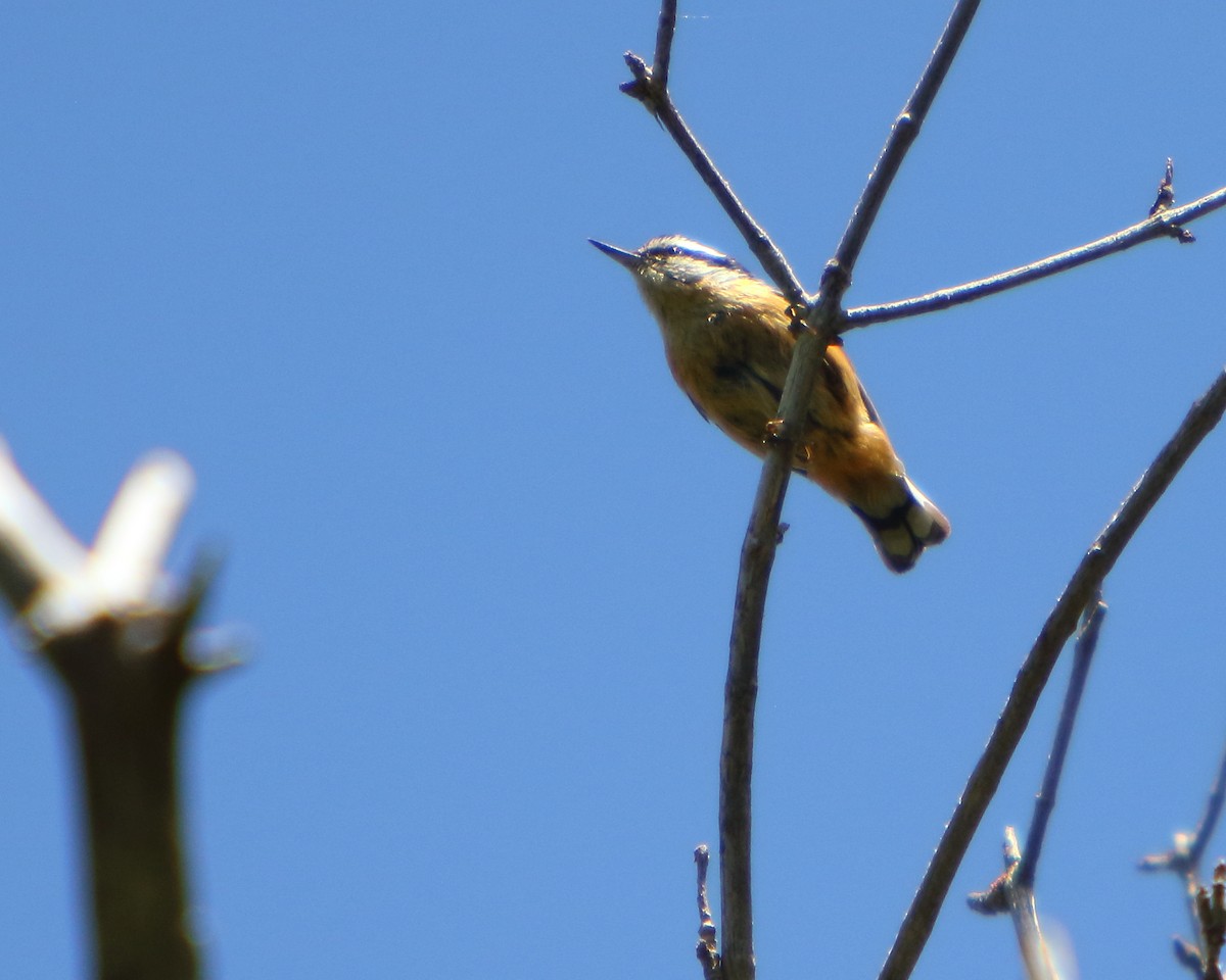 Garrapo kanadarra - ML462531111