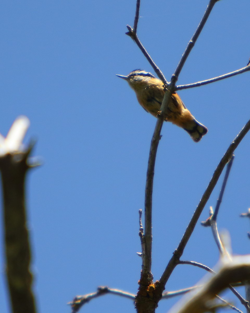 Red-breasted Nuthatch - ML462531121