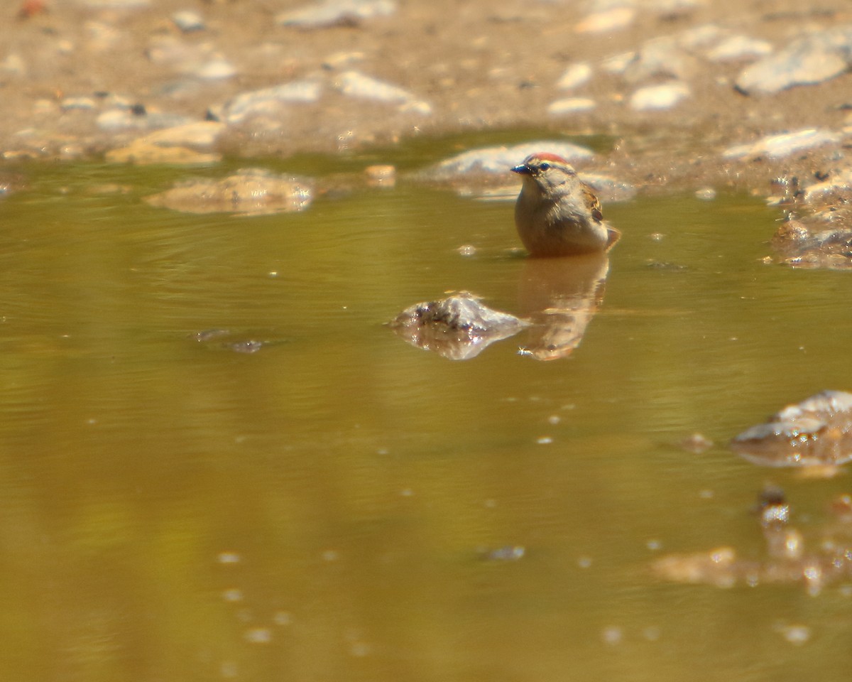 Chipping Sparrow - ML462531311