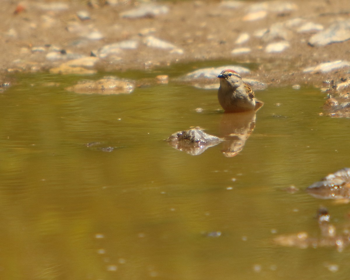 Chipping Sparrow - Cullen Clark