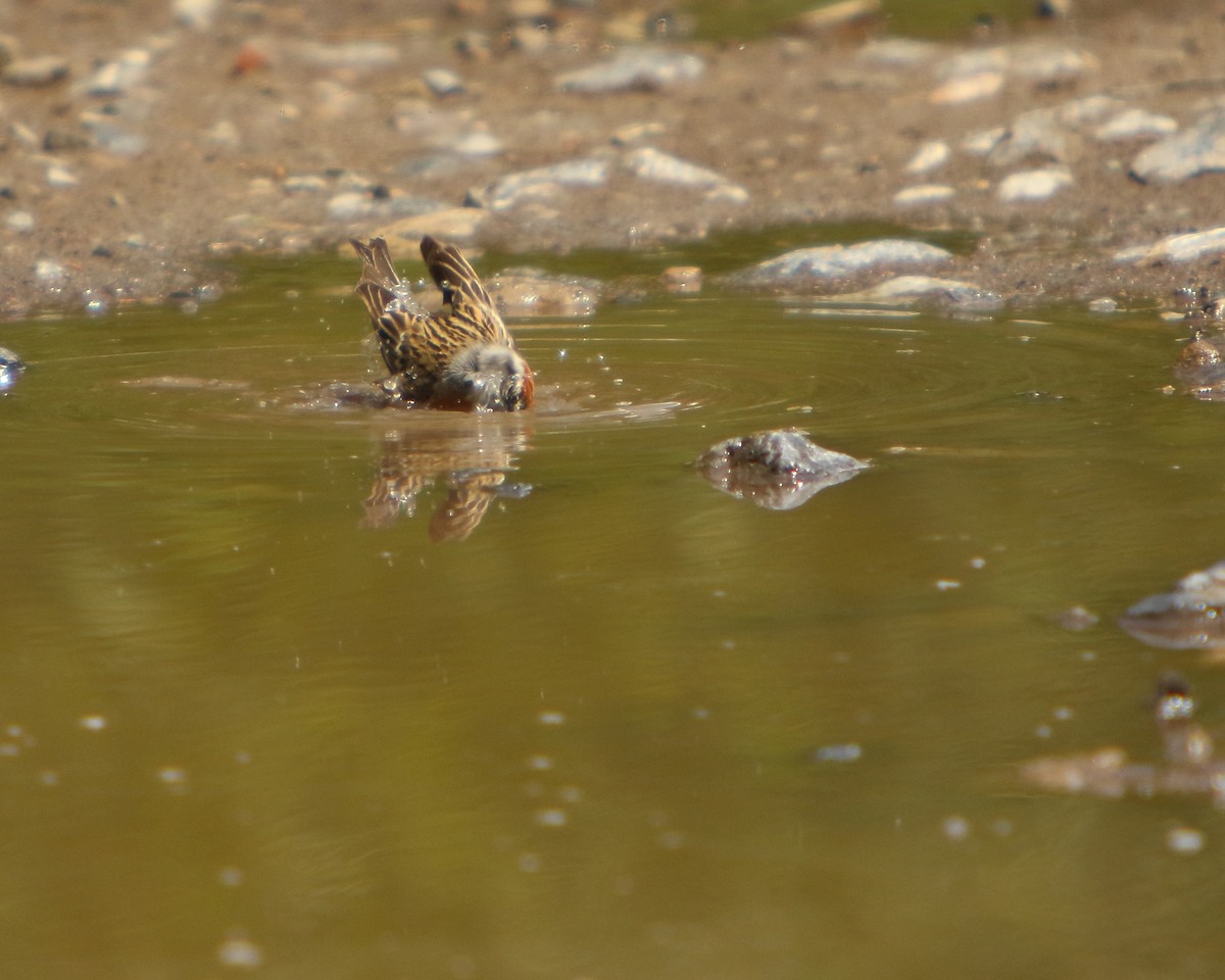 Chipping Sparrow - ML462531611