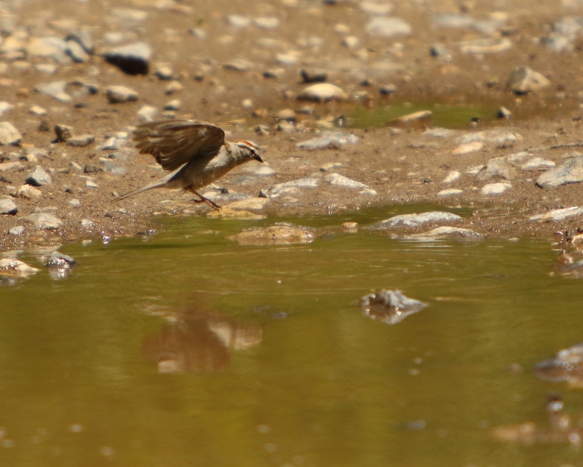 Chipping Sparrow - ML462531671