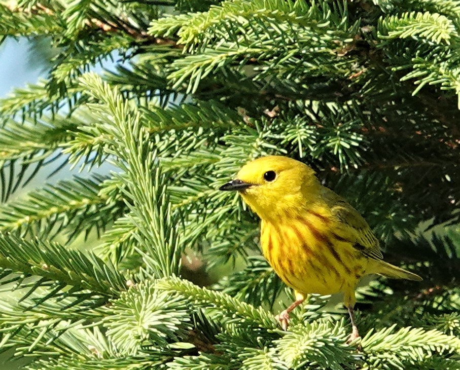 Yellow Warbler - ML462531851