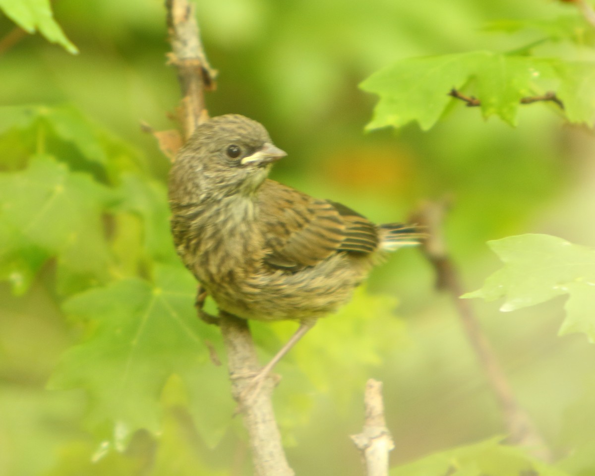 Junco Ojioscuro (mearnsi) - ML462531911