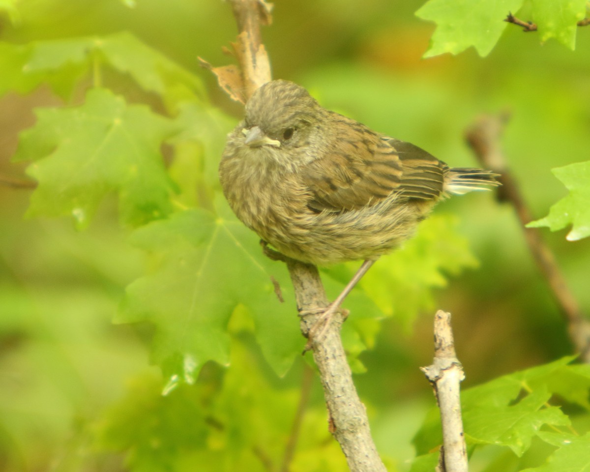 Dark-eyed Junco (Pink-sided) - ML462531991