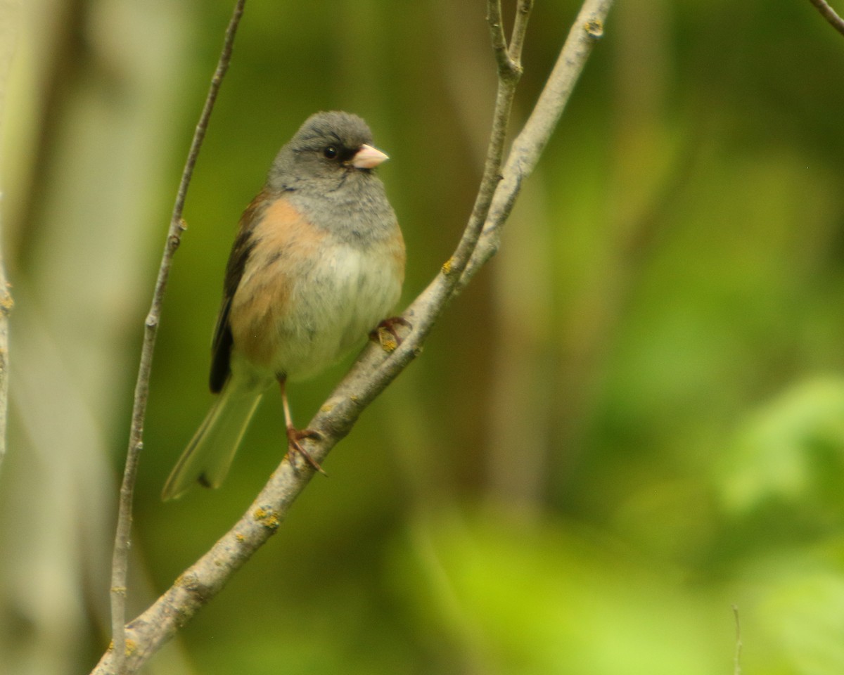 Dark-eyed Junco (Pink-sided) - ML462532041