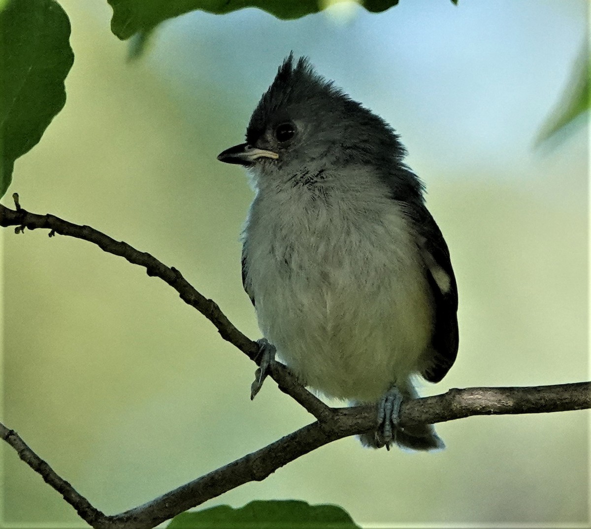 Tufted Titmouse - ML462532251