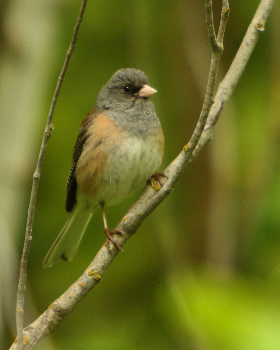 Dark-eyed Junco (Pink-sided) - ML462532301