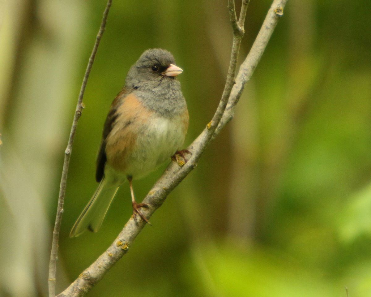Dark-eyed Junco (Pink-sided) - ML462532471