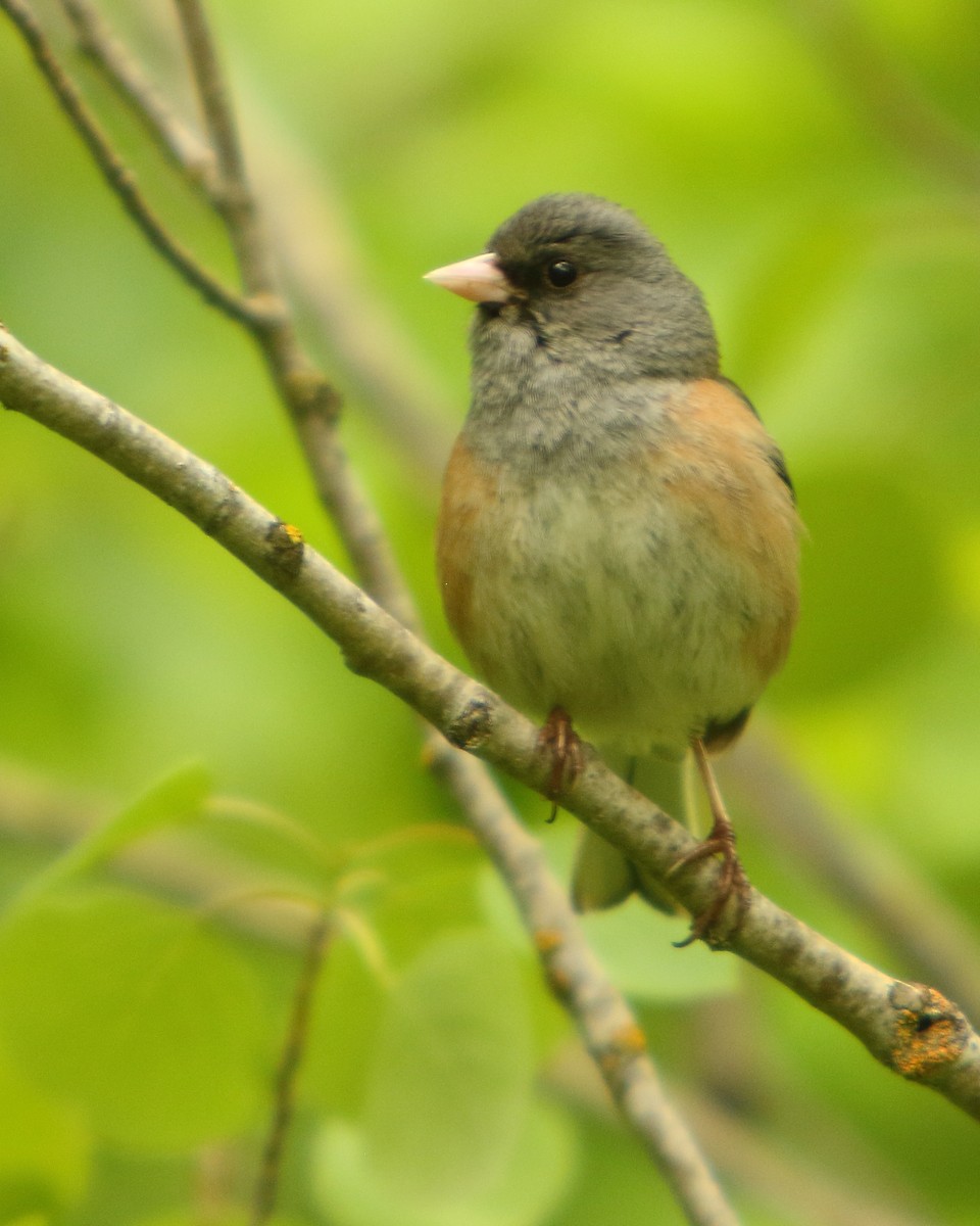 Dark-eyed Junco (Pink-sided) - Cullen Clark