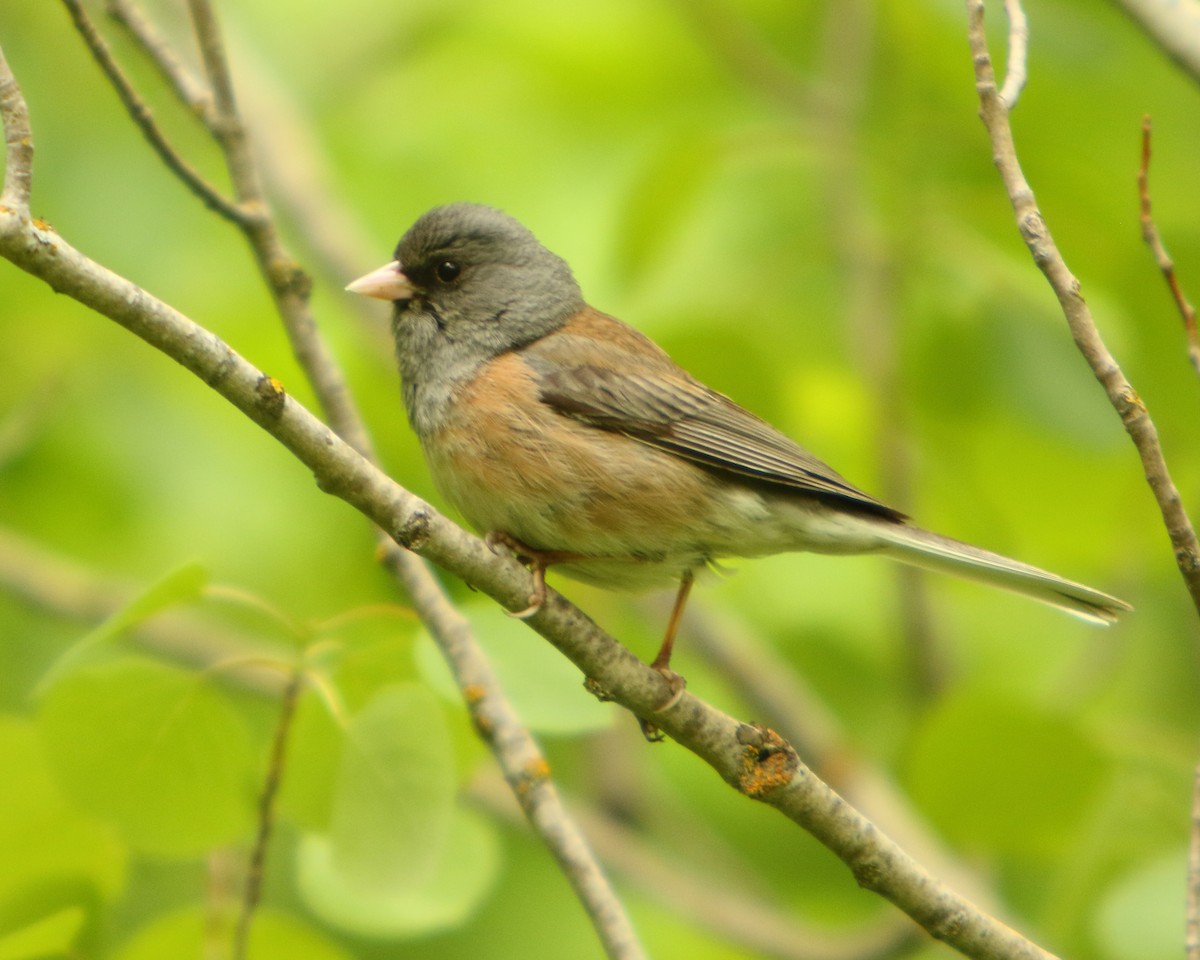 Dark-eyed Junco (Pink-sided) - ML462532721