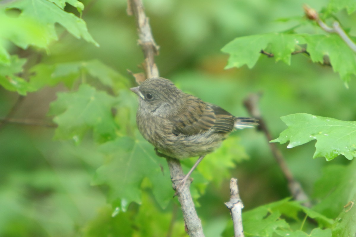 Dark-eyed Junco (Pink-sided) - ML462532741