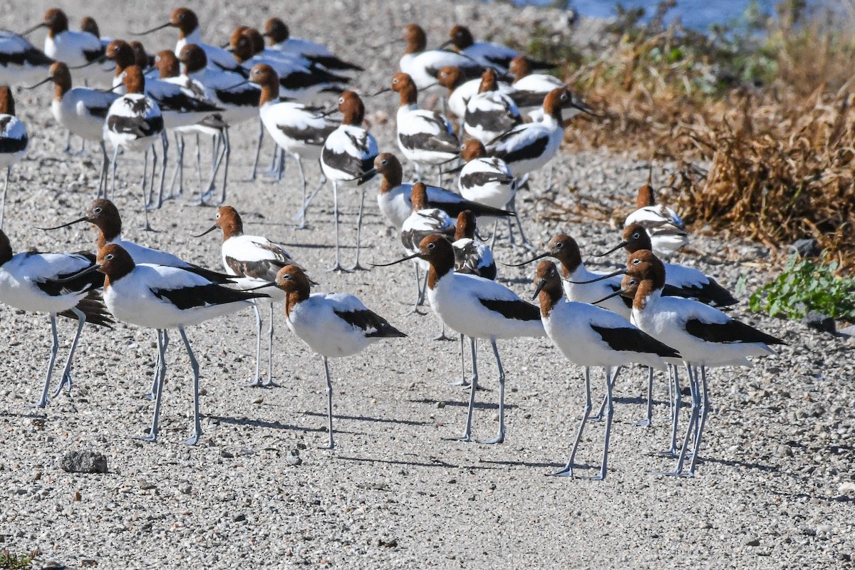 Red-necked Avocet - Trevor Evans