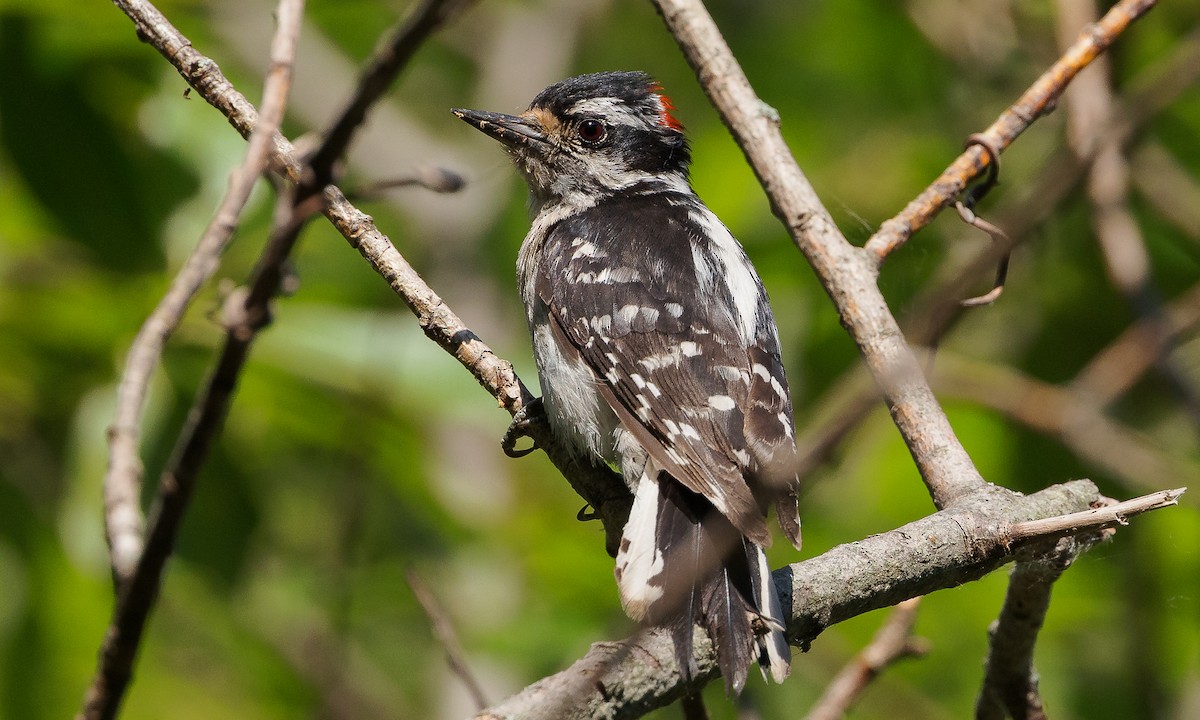 Downy Woodpecker (Eastern) - ML462534481