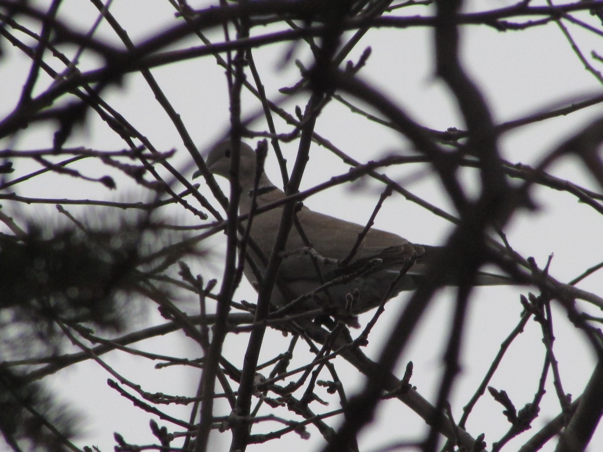 Eurasian Collared-Dove - ML46253451